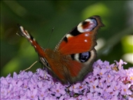 Schmetterling u. co52